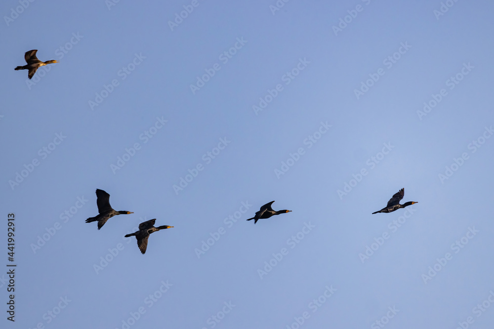 Close up shot of cute Double-crested cormorant flying in the sky Close up shot of cute Double-crested cormorant flying in the sky
