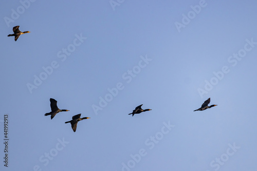 Close up shot of cute Double-crested cormorant flying in the sky
