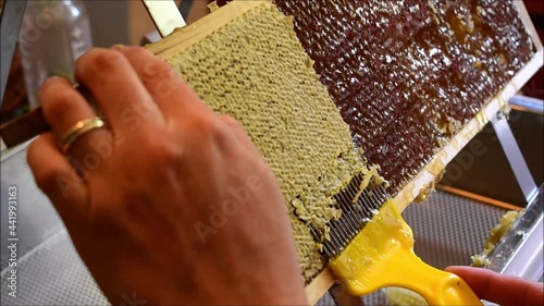 Honigwaben entdeckeln mit Entdeckelnungsgabel, Frauenhände arbeiten in Imkerei, Honigernte bei der Bienenhaltung