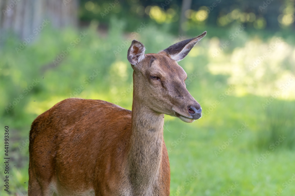 Fototapeta premium Close Up Young Female Red Deer 
