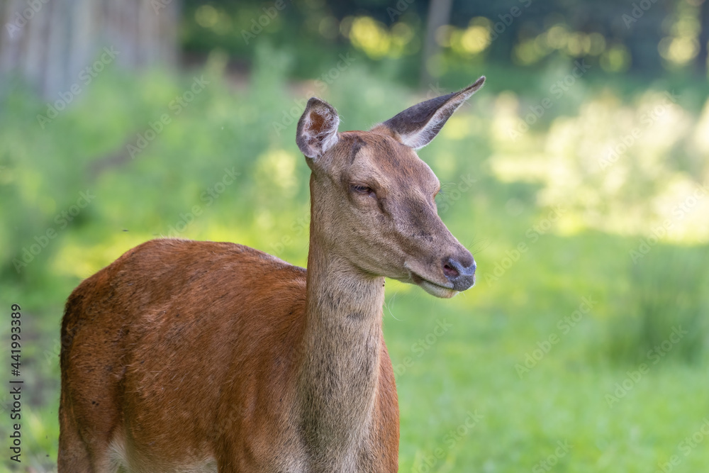Close Up Young Female Red Deer Close Up Young Female Red Deer
