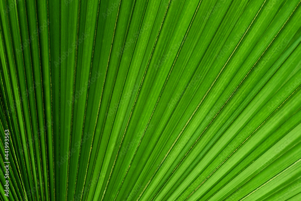 Green Leaf Texture background.