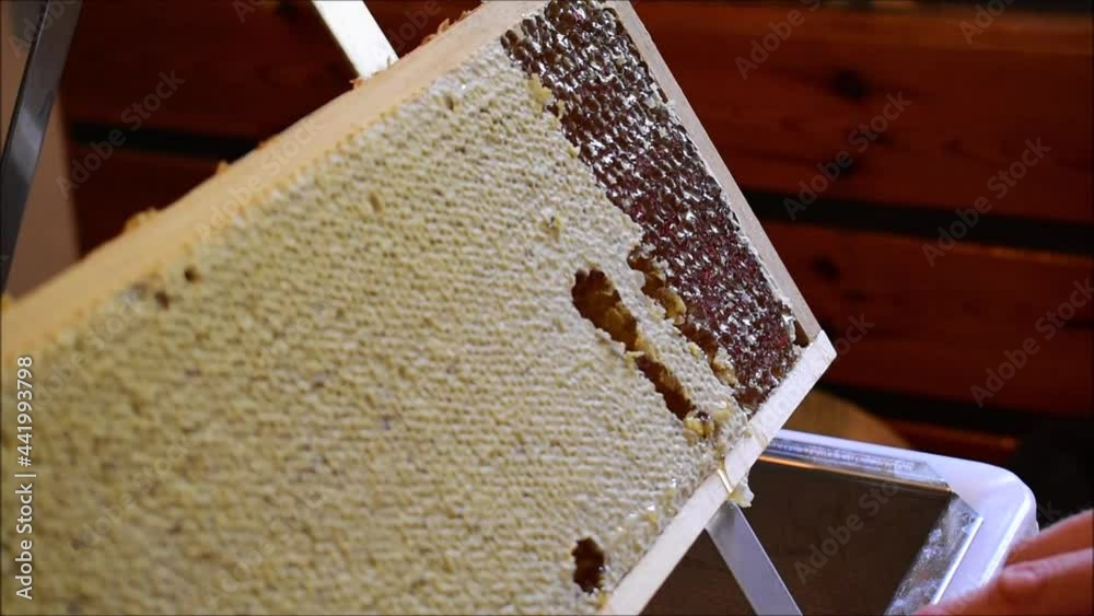 Honigwaben entdeckeln mit Entdeckelnungsgabel, Frauenhände arbeiten in Imkerei, Honigernte bei der Bienenhaltung Honigwaben entdeckeln mit Entdeckelnungsgabel, Frauenhände arbeiten in Imkerei, Honigernte bei der Bienenhaltung