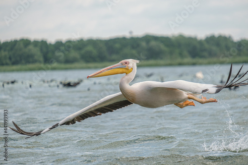 Pelican comun - Great white pelican - Pelecanus onocrotalus photo