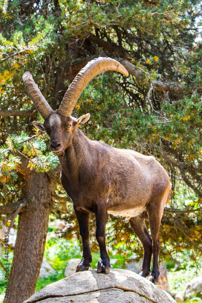 Mountain goat (Capra pyrenaica) in Cerdagne, Pyrenees, France