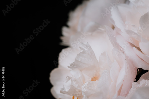 a bouquet of pink peonies on a dark background. Pink peonies on an isolated black background. horizontal image.