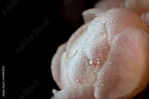 Pink peonies with dewdrops on an isolated black background. greeting card concept. poster on the wall.