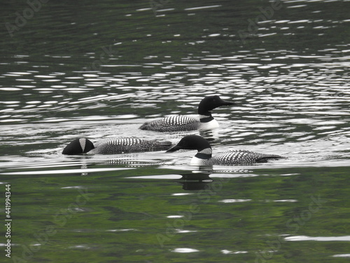 Common Loon Trio