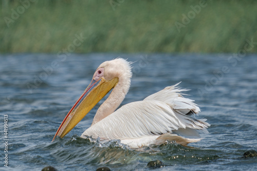 Pelican comun - Great white pelican - Pelecanus onocrotalus