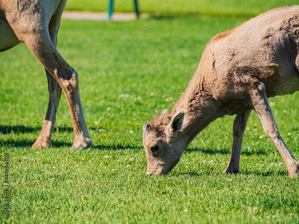 Fototapeta premium Many big horn sheep at Hemenway Park