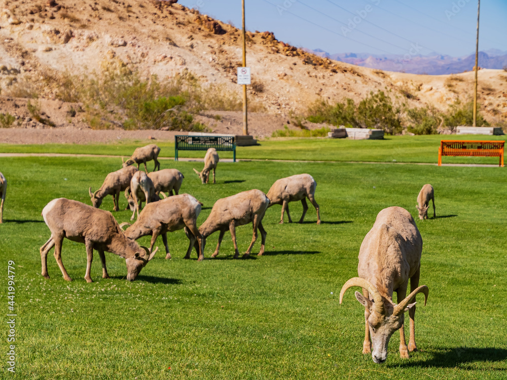 Obraz premium Many big horn sheep at Hemenway Park