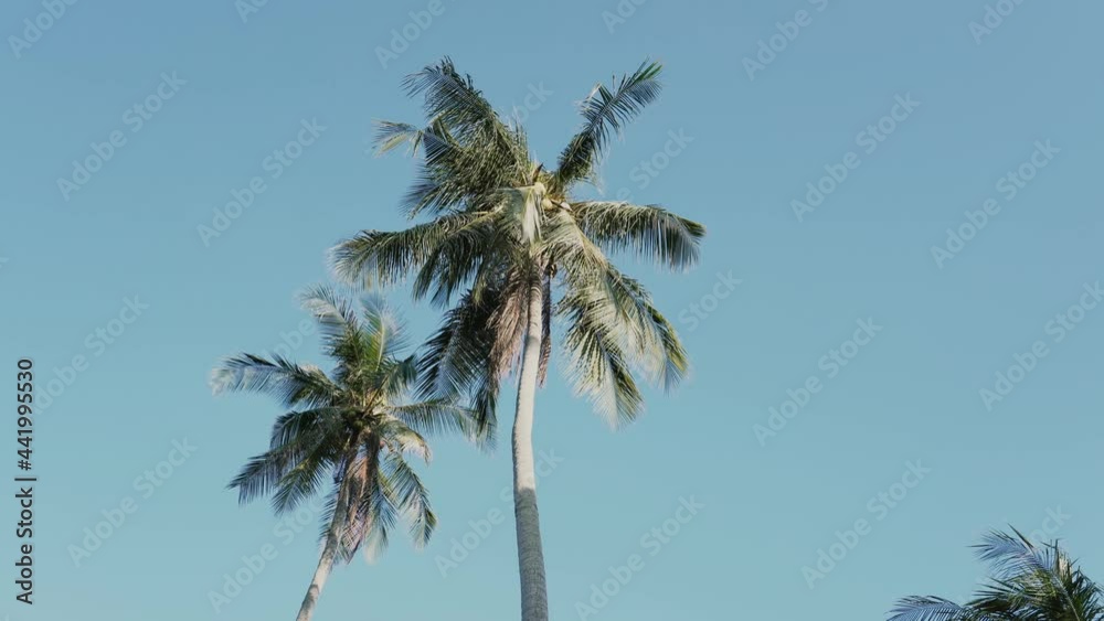 Bottom up view of palm trees and blue sky on a summer day Bottom up view of palm trees and blue sky on a summer day