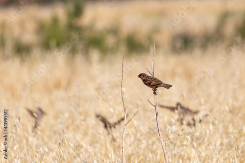 Sparrow perched on a bush. little bird © ali