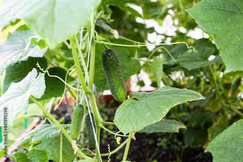 Cucumbers grow in a greenhouse, hang on a branch