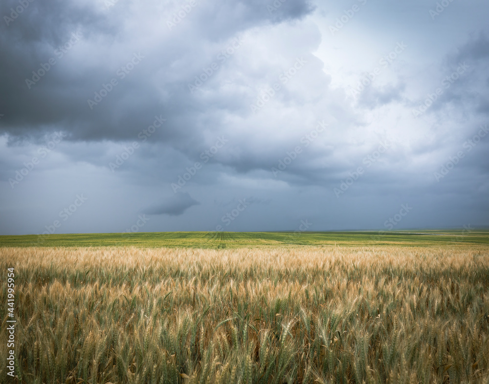 Obraz premium Gloomy storm clouds over wheat field in the eastern Colorado, USA farmland