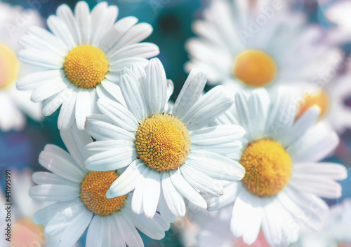 Blooming white daisy flowers  soft focus image
