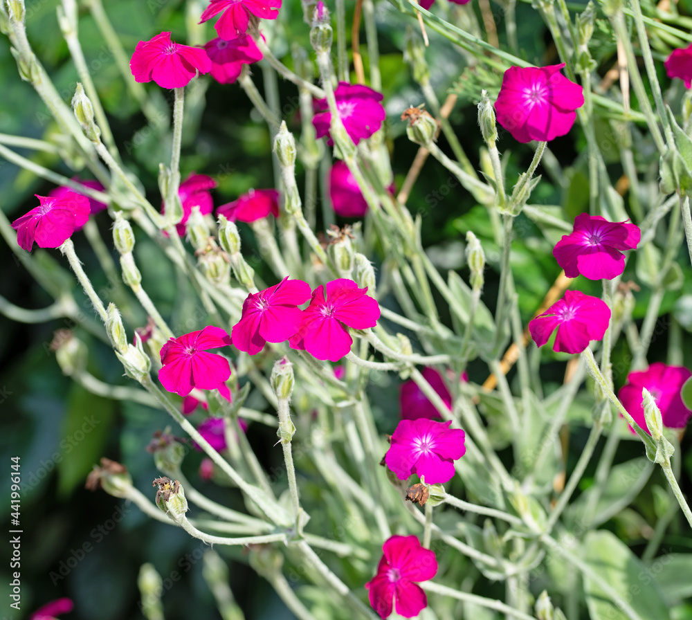 Blühende Kronen-Lichtnelke, Silene coronaria