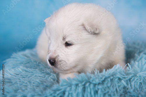 White fluffy small Samoyed puppy dog is sitting on blue