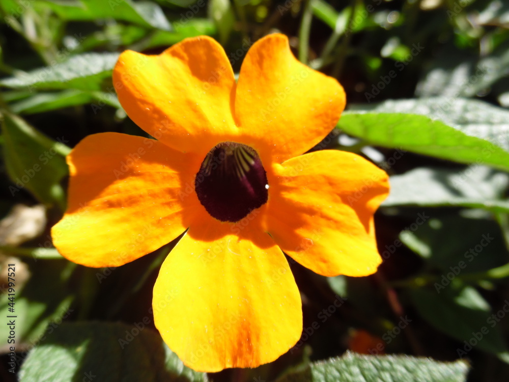 Fototapeta premium yellow flower