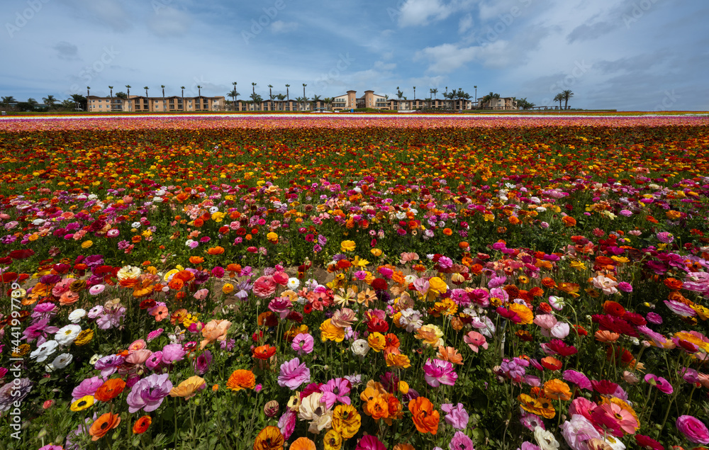Flower fields with every color flower.