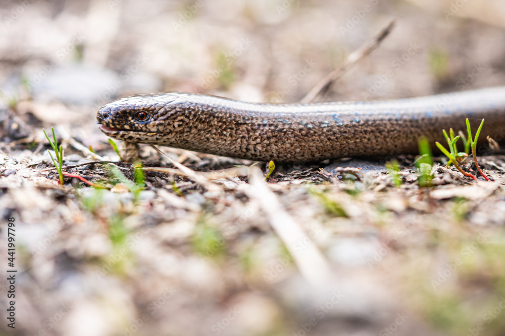 Fototapeta premium Blindworm in the german forrest
