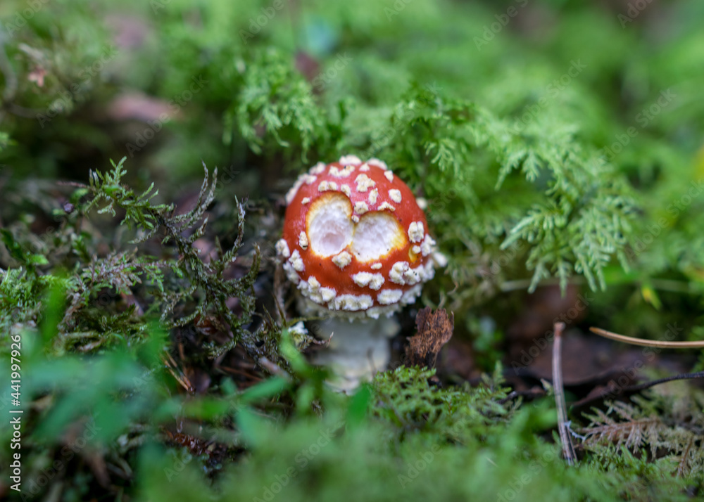 Wild mushroom in the forest, traditional forest background with grass, moss, lichens and dry branches, autumn forest texture, autumn Wild mushroom in the forest, traditional forest background with grass, moss, lichens and dry branches, autumn forest texture, autumn