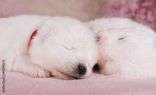 Two small two weeks age cute white Samoyed puppies dogs are sleeping