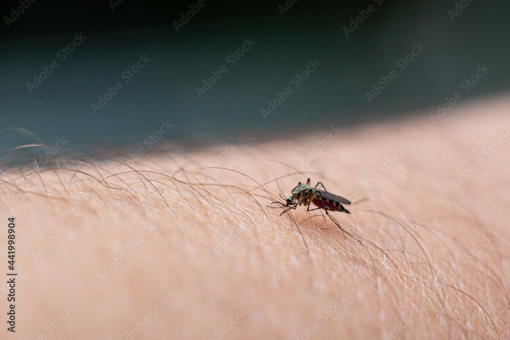 mosquito close-up drinks blood on human skin, soft focus, blur mosquito close-up drinks blood on human skin, soft focus, blur
