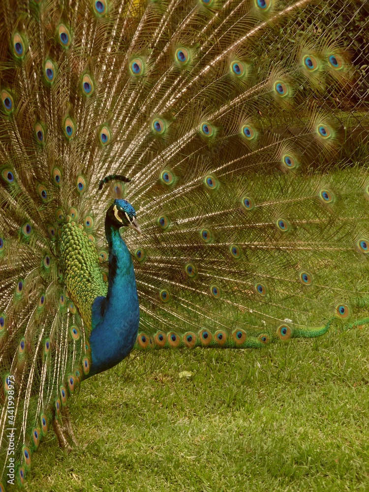 Obraz premium peacock with feathers
