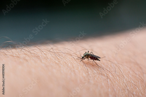 mosquito close-up drinks blood on human skin, soft focus, blur © Denis