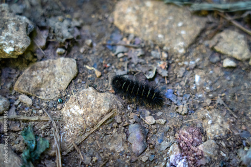 close up of a caterpillar  
