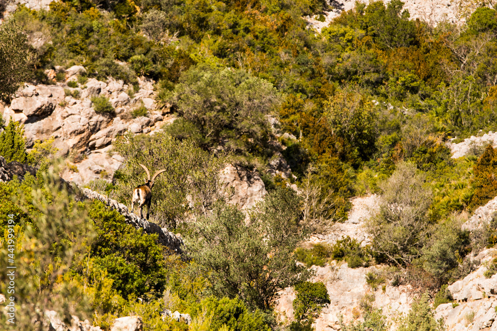 Mountain goat in Ports de Beseit, Tarragona, Spain Mountain goat in Ports de Beseit, Tarragona, Spain