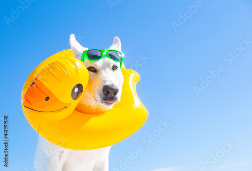 happy dog with sunglasses and swim ring on isolated blue background © Natallia Vintsik