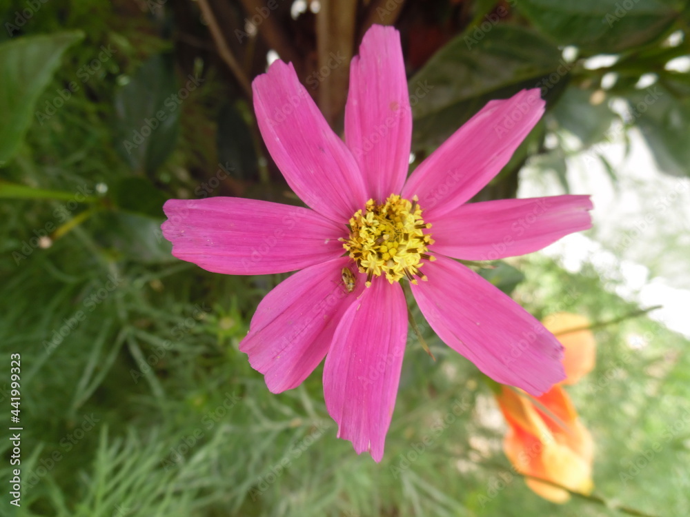 pink flower in the garden pink flower in the garden