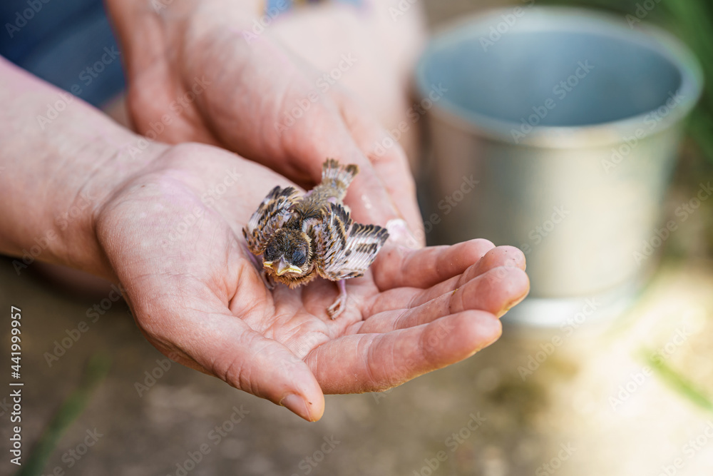 chick that has fallen out of the nest. Close-up of a small sparrow chick sitting in the arms of a person who wants to help him. Rescue, care and protection of birds.