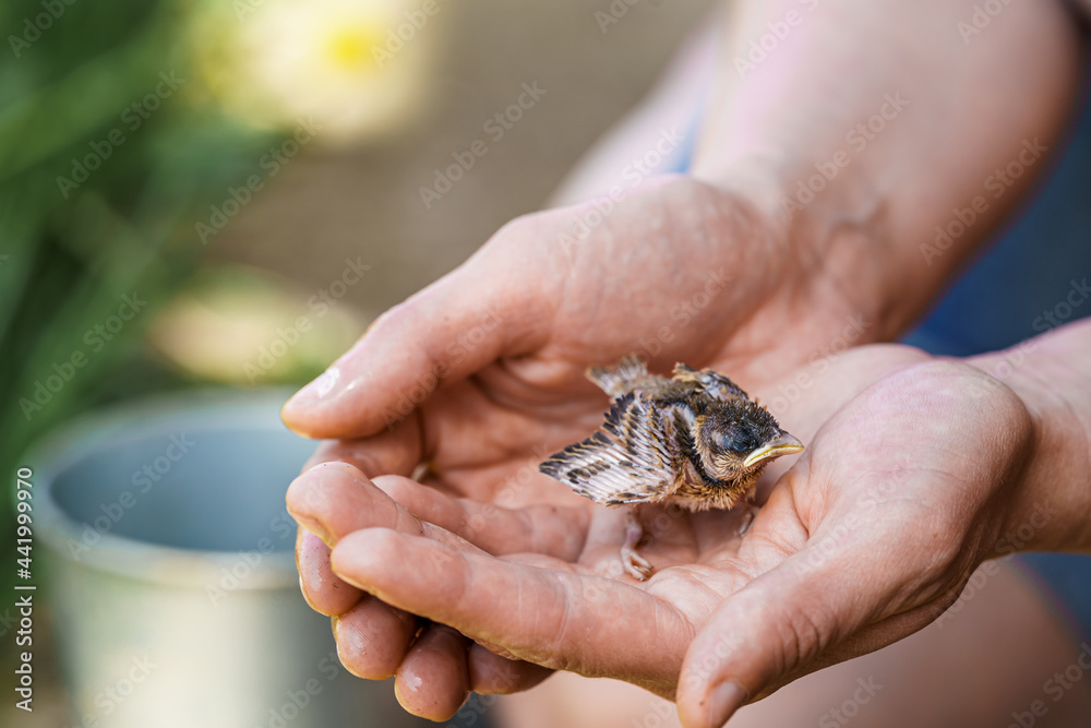 chick that has fallen out of the nest. Close-up of a small sparrow chick sitting in the arms of a person who wants to help him. Rescue, care and protection of birds. chick that has fallen out of the nest. Close-up of a small sparrow chick sitting in the arms of a person who wants to help him. Rescue, care and protection of birds.