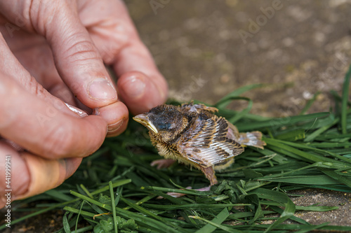 chick that has fallen out of the nest. A close-up of a small sparrow chick and part of a man's hand giving a worm to a small bird. Rescue, care and protection of birds.