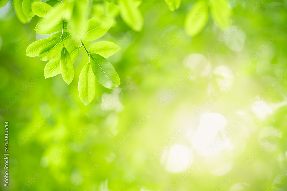 Beautiful nature view green leaf on blurred greenery background under sunlight with bokeh and copy space using as background natural plants landscape, ecology wallpaper concept. Beautiful nature view green leaf on blurred greenery background under sunlight with bokeh and copy space using as background natural plants landscape, ecology wallpaper concept.
