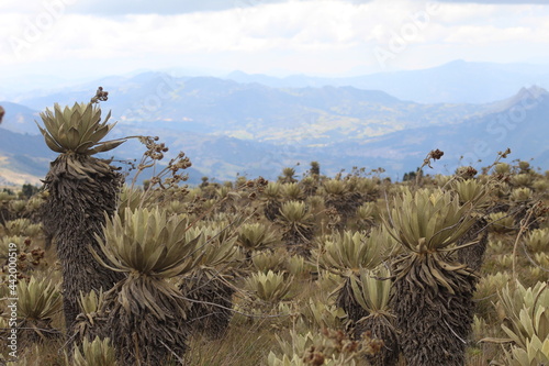 frailejon in paramo