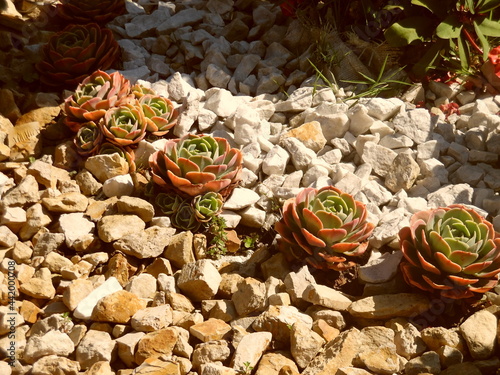 flowers in the garden