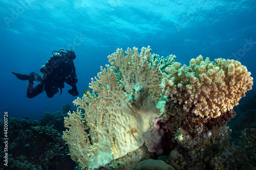 Underwater Red Sea seascape. Coral reef near Makadi Bay  Egypt