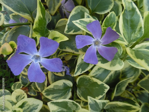 flowers in the garden