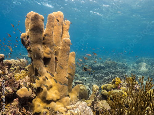 Seascape with fish, Pillar Coral and sponge in coral reef of Caribbean Sea, Curacao