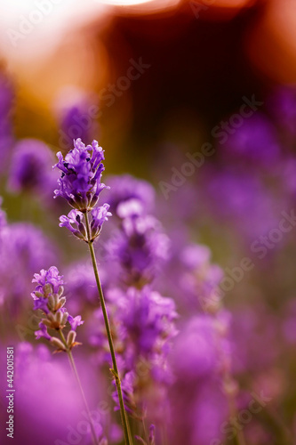Close-up of a lavender field . Summer sunset Selective focus. Lavender flowers in bloom.