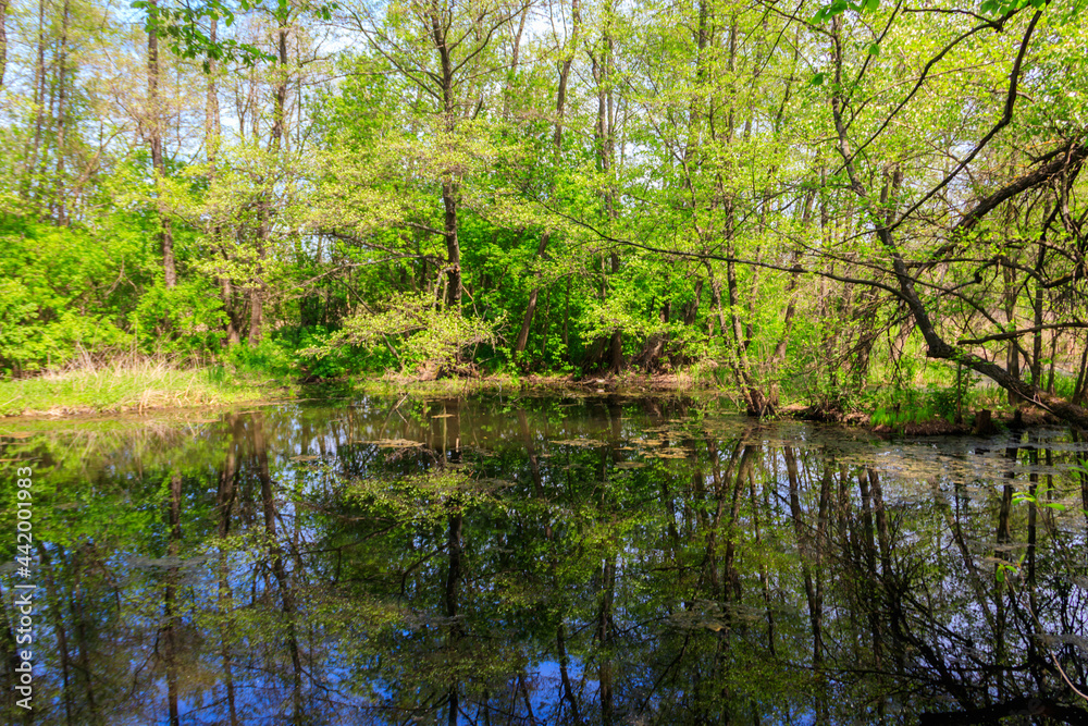 Small river in the forest at summer