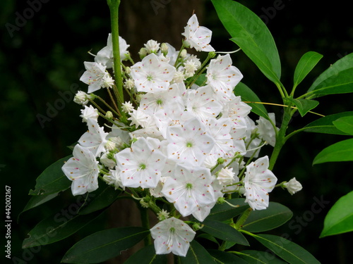 Mountain Laurel