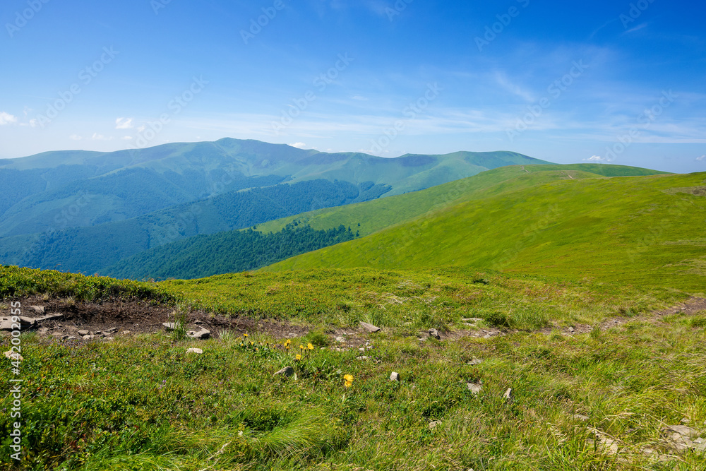 grassy hills and meadows of Borzhava mountain ridge. wonderful summer landscape at high noon. high clouds on the blue sky. wonderful nature scenery of carpathians grassy hills and meadows of Borzhava mountain ridge. wonderful summer landscape at high noon. high clouds on the blue sky. wonderful nature scenery of carpathians