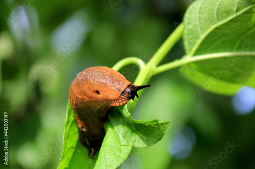 Big Brown Spanish slug (arion vulgaris) on a grass , Close-up. Invasive animal species. Big slimy brown snail slugs crawling in the summer garden