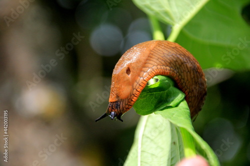 Big Brown Spanish slug (arion vulgaris) on a grass , Close-up. Invasive animal species. Big slimy brown snail slugs crawling in the summer garden photo