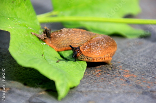 Big Brown Spanish slug (arion vulgaris) on a grass , Close-up. Invasive animal species. Big slimy brown snail slugs crawling in the summer garden